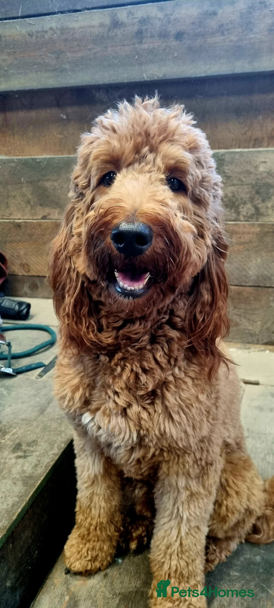 Irish Doodle dogs for stud: Irish Doodle Stud, Proven, DNA & Hip Tested in Tamworth - Advert 2