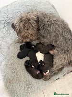 Mixed Breed dogs - Advert 15