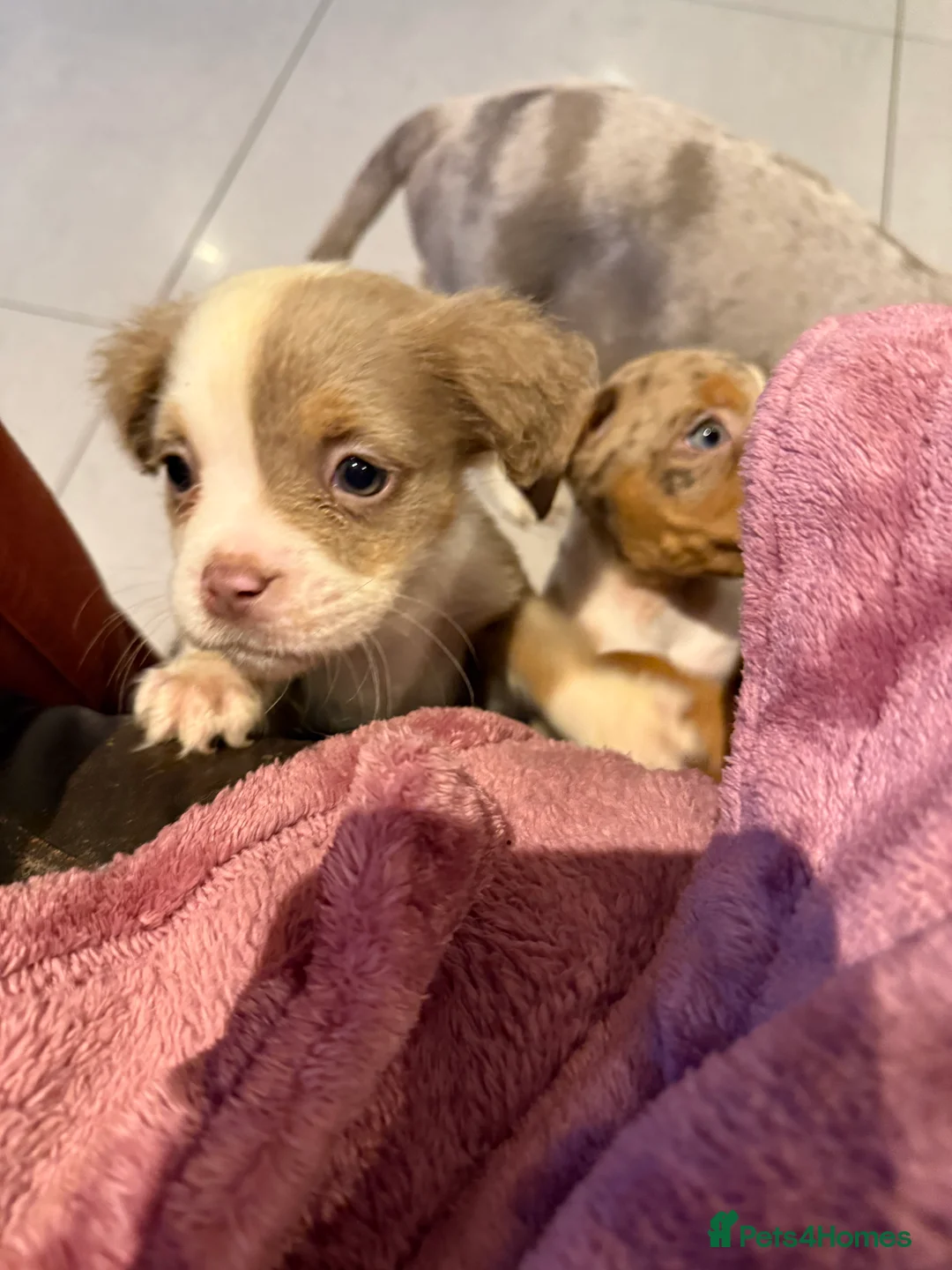 Old Tyme Bulldog dogs for sale: Olde English Fluffy bulldog puppies - Advert 5