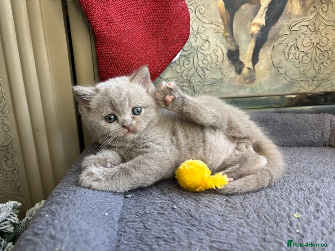 British Shorthair cats for sale: British shorthair and longhair  - Advert 12