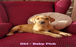 Mixed Breed dogs for sale: Labrador Cross Pups - Image 12