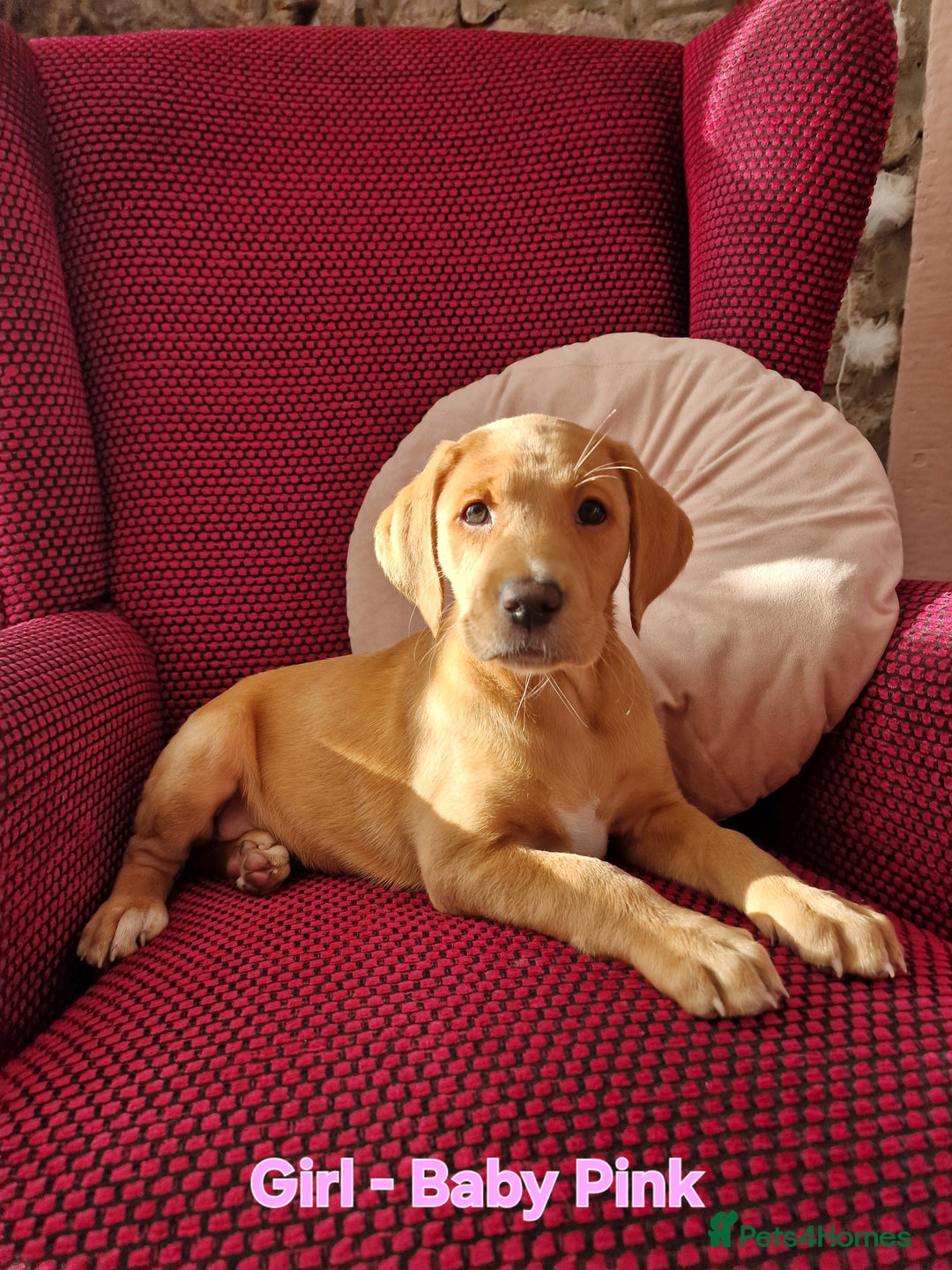 Mixed Breed dogs for sale: Labrador Cross Pups - Image 12