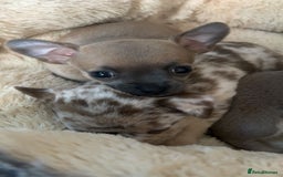 Chihuahua dogs for sale: Cute Chihuahua Pups - Image 4