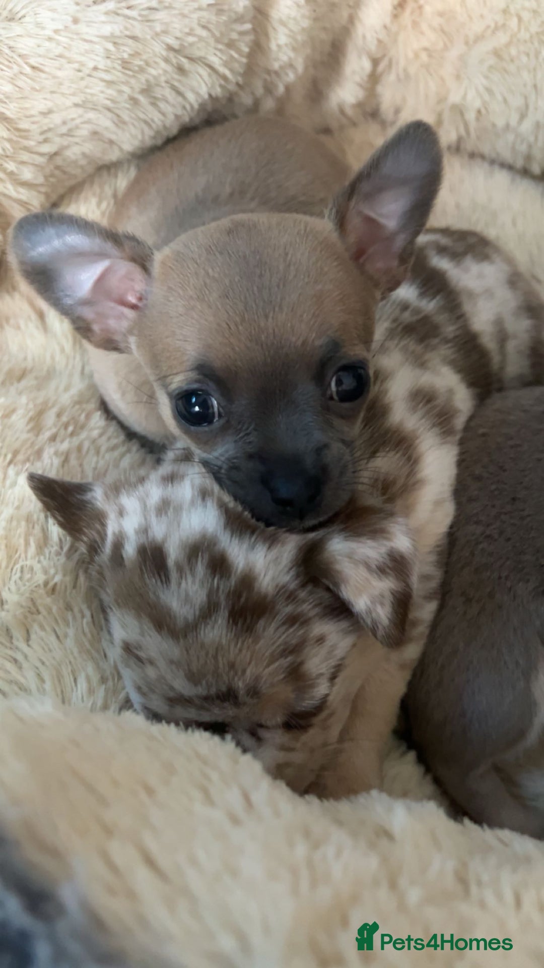 Chihuahua dogs for sale: Cute Chihuahua Pups - Image 4