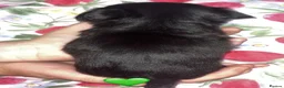 Yorkiepoo dogs for sale: Asian toy poodle puppy’s  in Sittingbourne - Advert 4