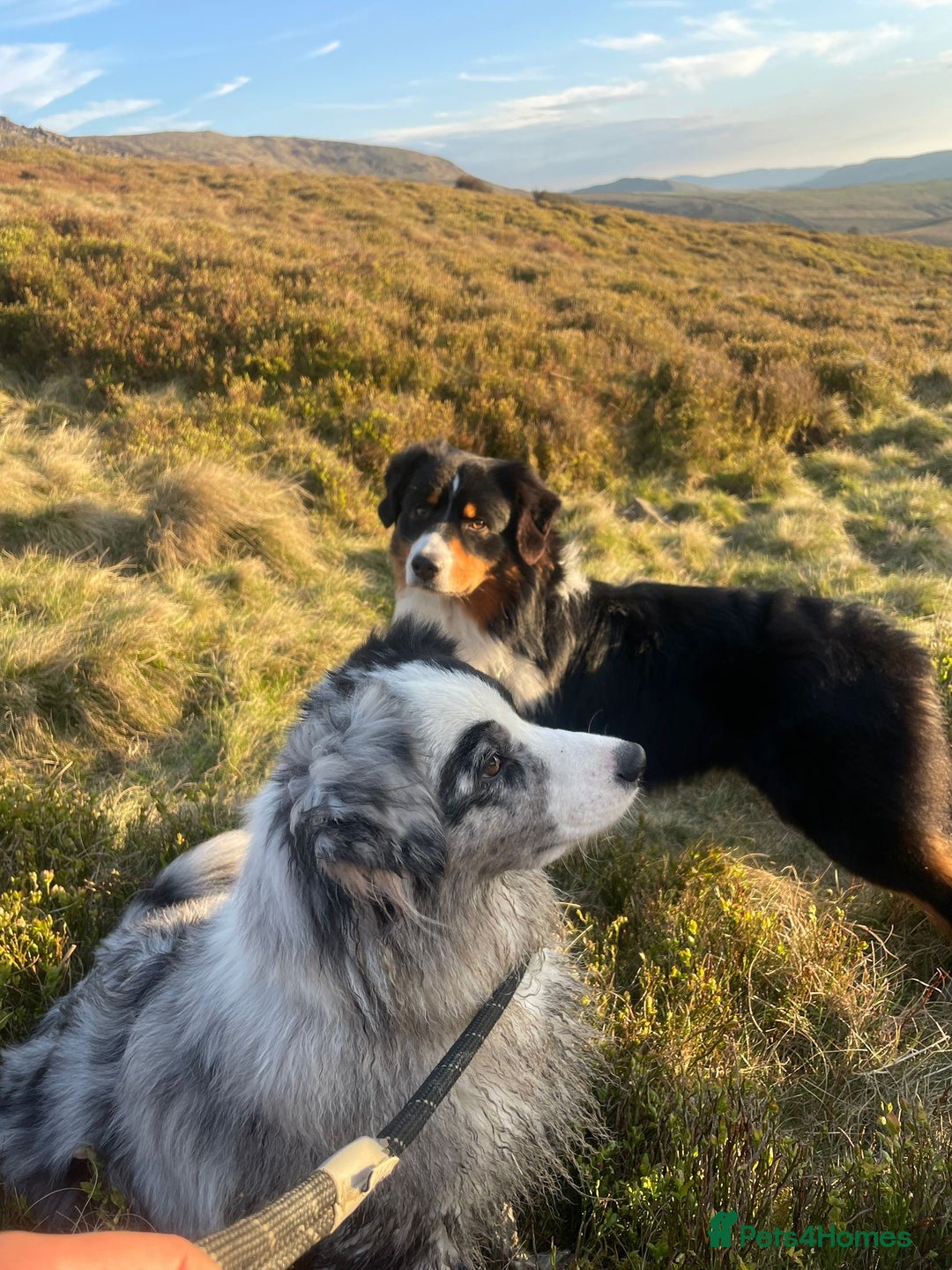 Australian Shepherd dogs for sale: Beautiful Australian Shepherds  - Image 20