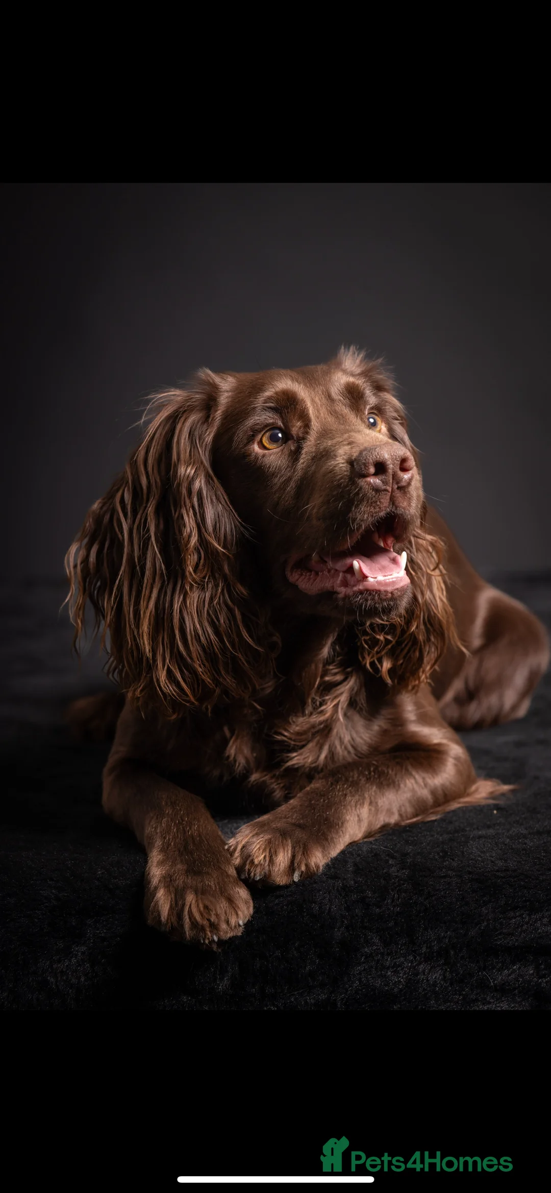Cocker Spaniel dogs for sale: 2 Gorgeous Cocker spaniels puppy’s 🤩🥰 in Pitlochry - Advert 3