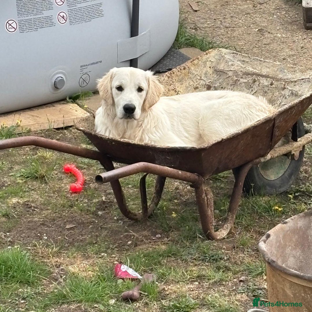 Golden Retriever dogs for sale: Golden retriever puppy  - Image 6