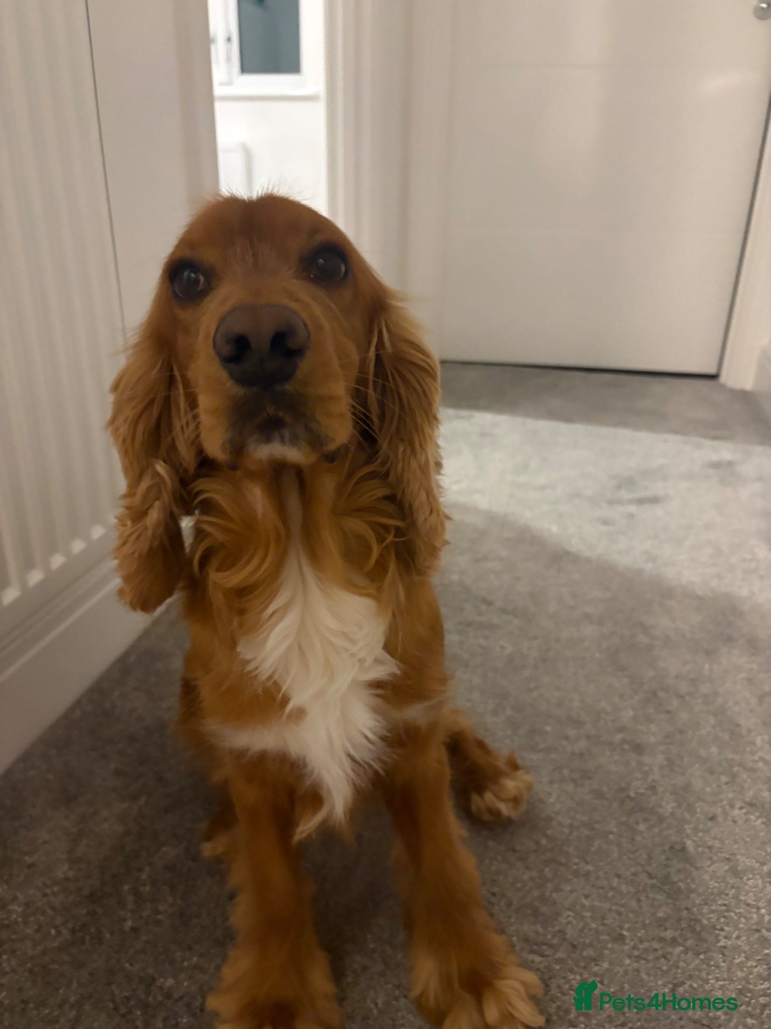 Cocker Spaniel dogs Cooper - Advert 1