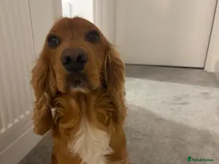 Cocker Spaniel dogs Cooper - Advert 1