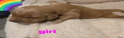 Golden Retriever dogs for sale: Golden retriever champion bloodline puppies. - Advert 37