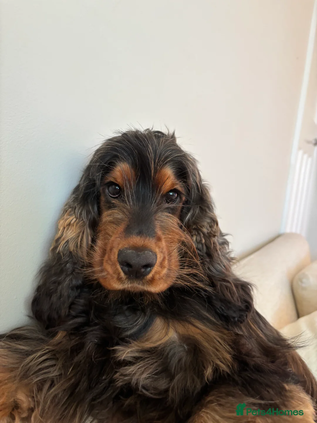 Cocker Spaniel dogs for sale: Pedigree Show Cocker Spaniel Boy  - Advert 3