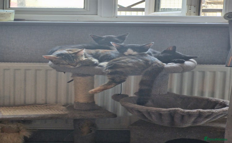 Domestic Shorthair cats - Advert 1