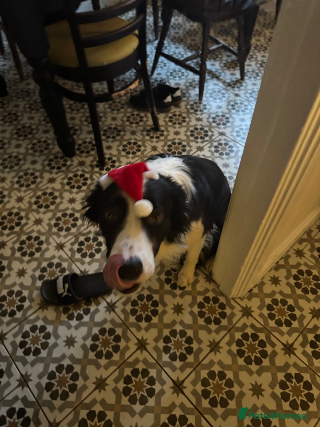 Bordoodle dogs for sale: 🐾 Beautiful Bordoodle Puppies Available 🐾 - Advert 7