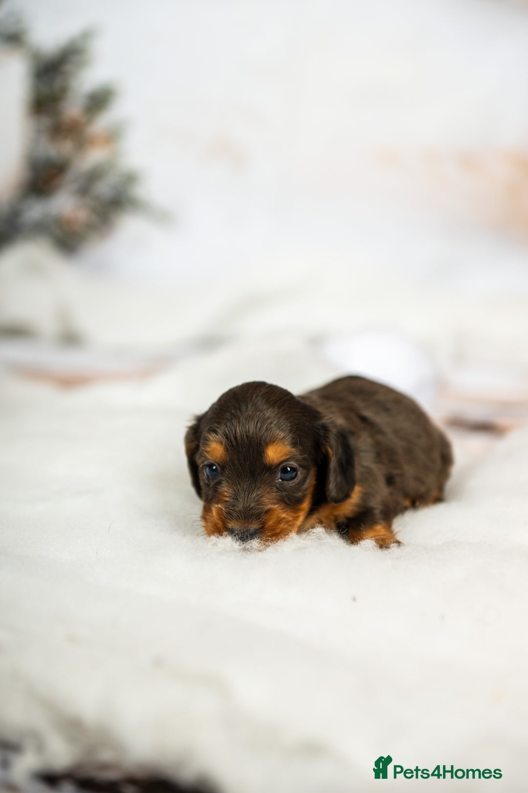 Miniature Dachshund dogs for sale: 6 KC miniature dashound puppies  - Advert 29