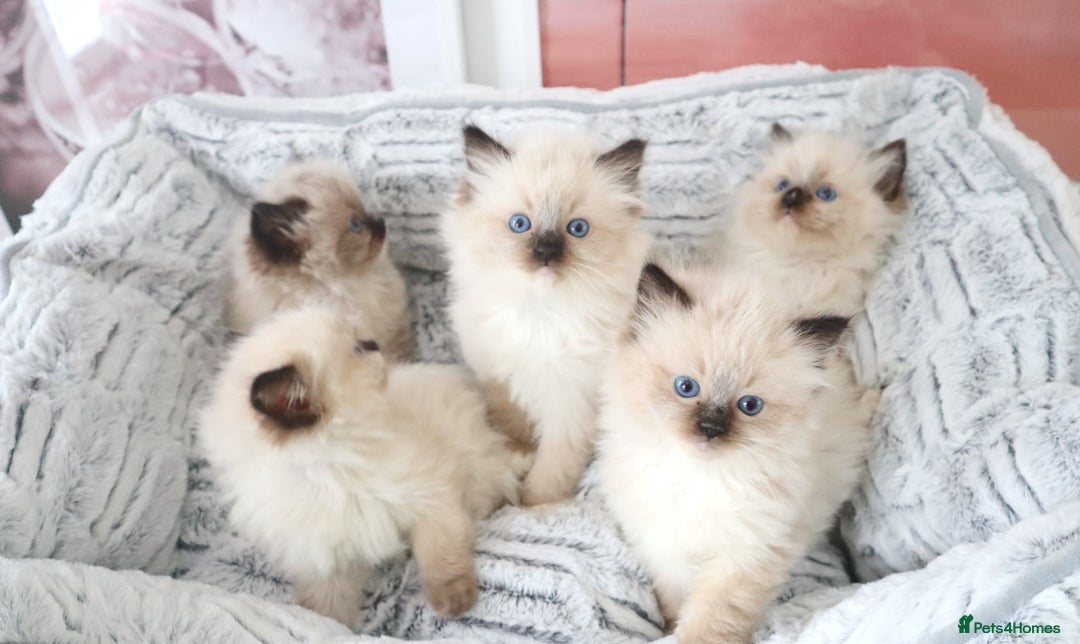 Ragdoll cats for sale: INDOOR FULL PEDIGREE RAGDOLL KITTENS - Image 11