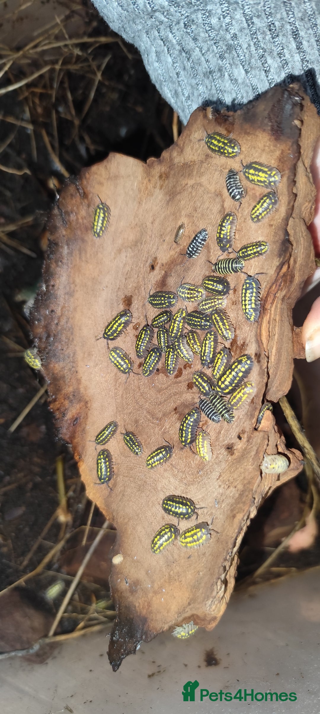 Mixed Breed invertebrates for sale: Mixed isopods, millipedes, roaches - Advert 3