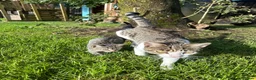 Mixed Breed cats for sale: 3 females available. Ready to leave now  in Preston - Advert 6