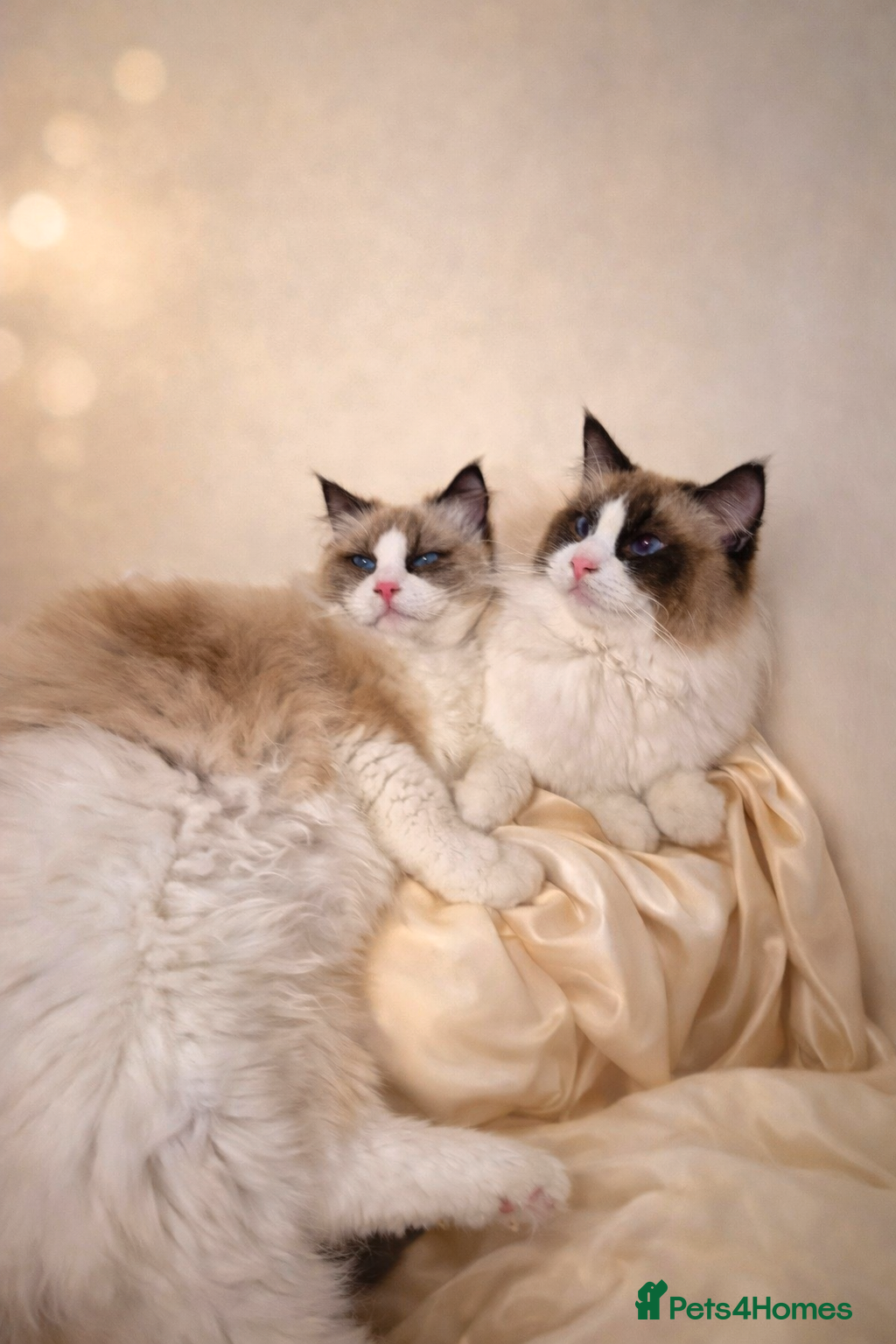 Ragdoll cats Premium Seal Bicolour  Ragdoll Boys 💖💖💖 - Advert 1