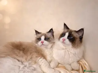 Ragdoll cats Premium Seal Bicolour Ragdoll Boys 💖💖💖 - Advert 1