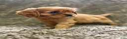 Cavalier King Charles Spaniel dogs for sale: Kc registered Cavalier King Charles Spaniel - Advert 6