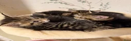 Mixed Breed cats for sale: Kittens Ready Now in Chorley - Advert 5