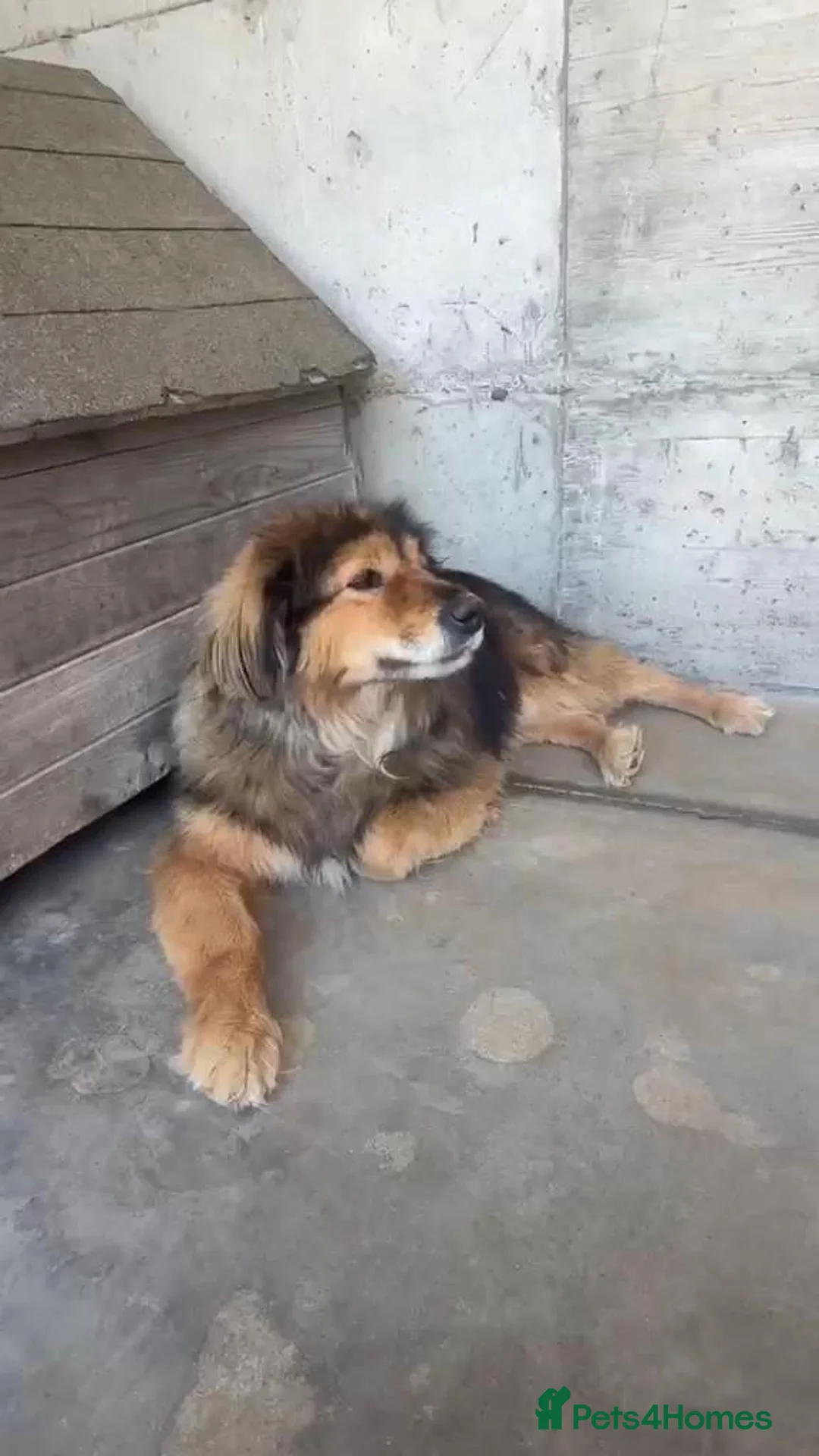 Mixed Breed dogs for adoption: Baloo, 10 yrs approx. Available for adoption. in Brixham - Advert 1