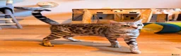 Bengal cats for sale: Tempest Bengala TICA registered kittens  - Advert 7