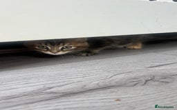 British Longhair cats for sale: 2 female kittens looking for their loving home - Image 5