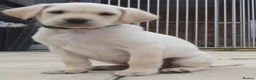 Labrador Retriever dogs for sale: Labrador puppies  - Advert 9