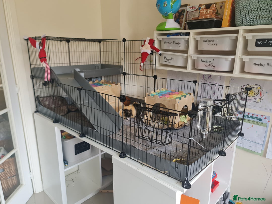 Guinea Pig rodents for sale: FREE - TO LOVING HOME - Advert 3