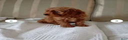 Cavapoo dogs for sale: 8 stunning Cavapoo 🐕‍🦺 puppies 🐕‍🦺 - Advert 6