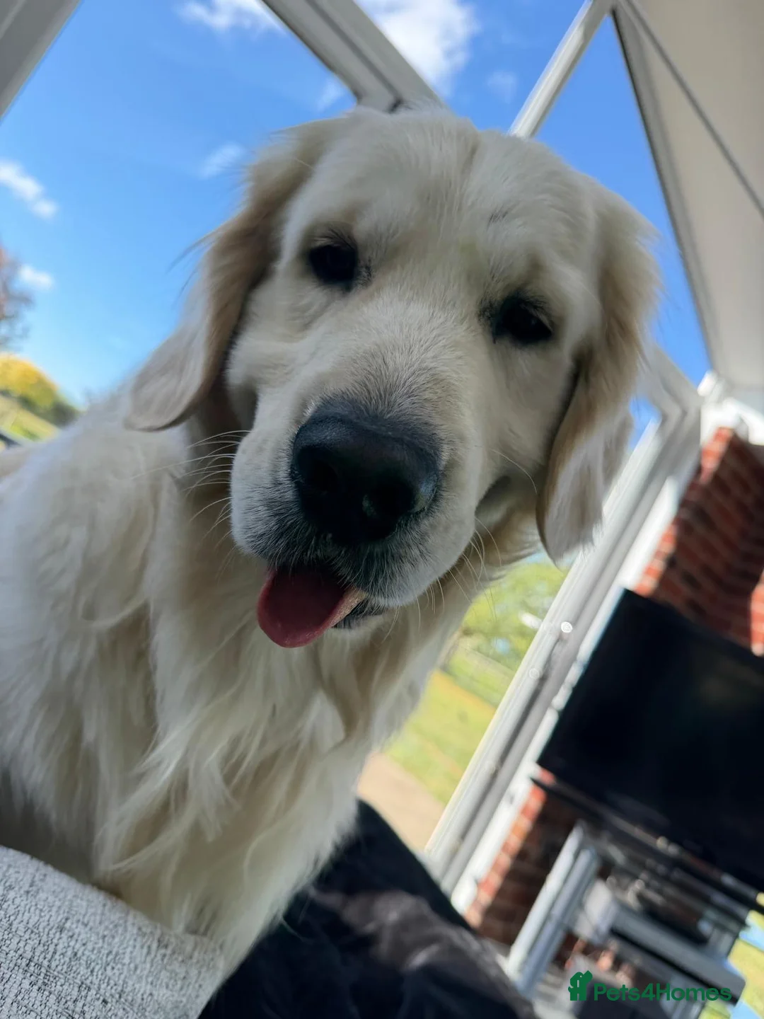 Golden Retriever dogs for stud: MURPHY: GENETICALLY CLEAR, HANDSOME STUD DOG - Advert 8