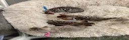 Bengal cats for sale: 5 beautiful full breed bengal kits - Advert 2