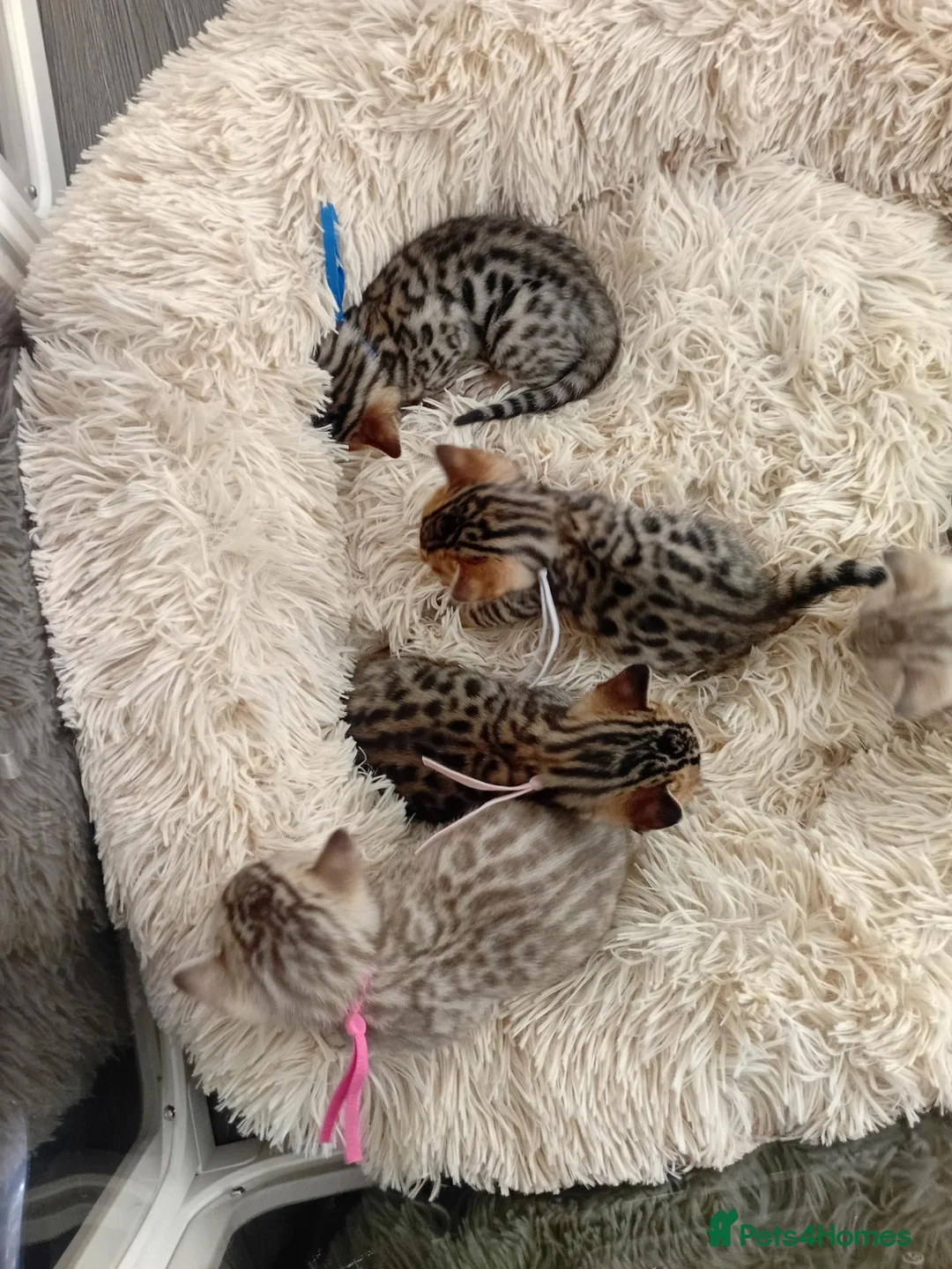 Bengal cats for sale: 5 beautiful full breed bengal kits - Advert 2