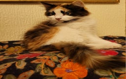 Mixed Breed cats for sale:  Rare Cinnamon Calico girl  - Advert 5