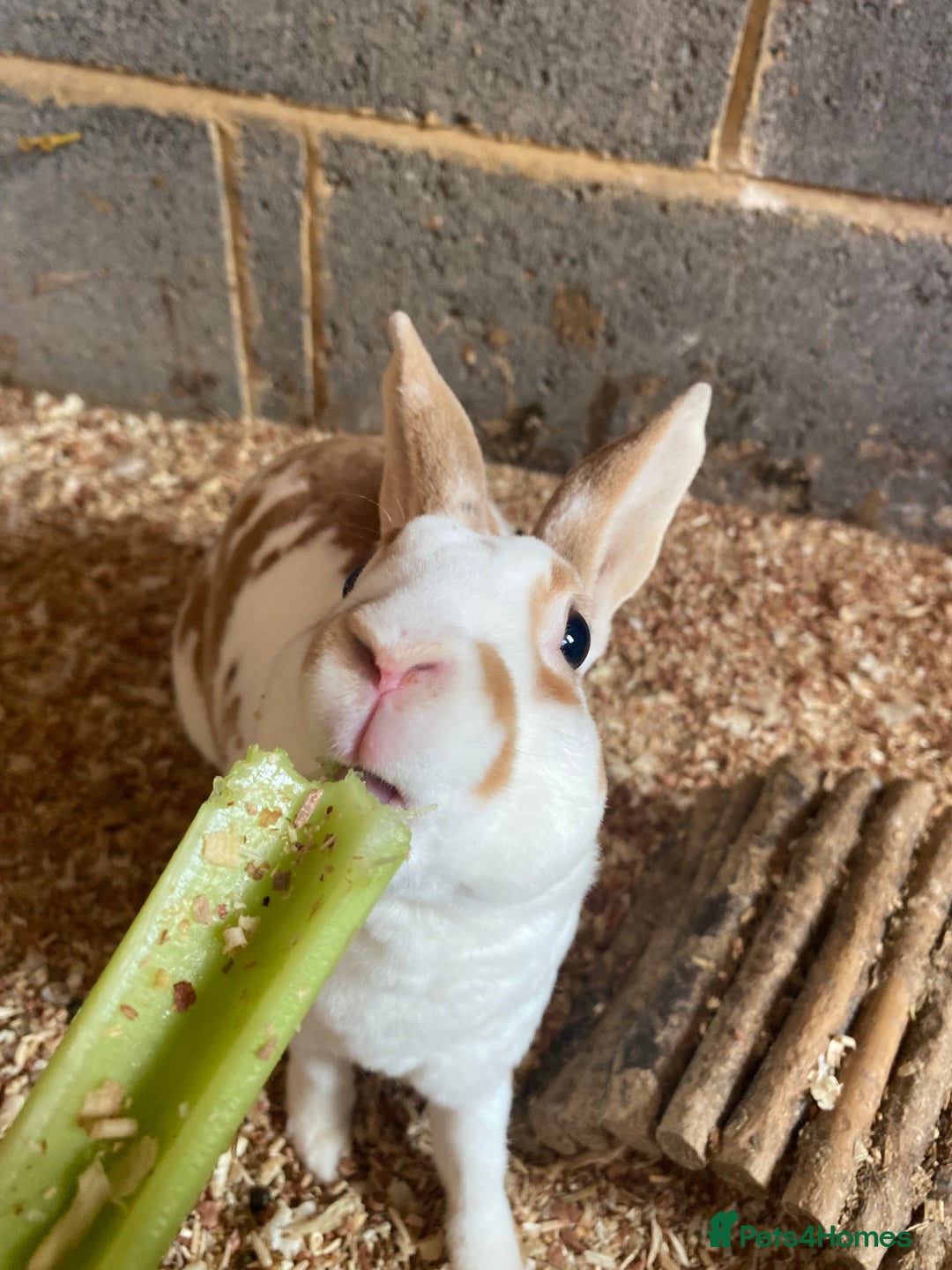Rex rabbits for sale: Well Handled, Purebred Mini Rex Rabbits - Image 8