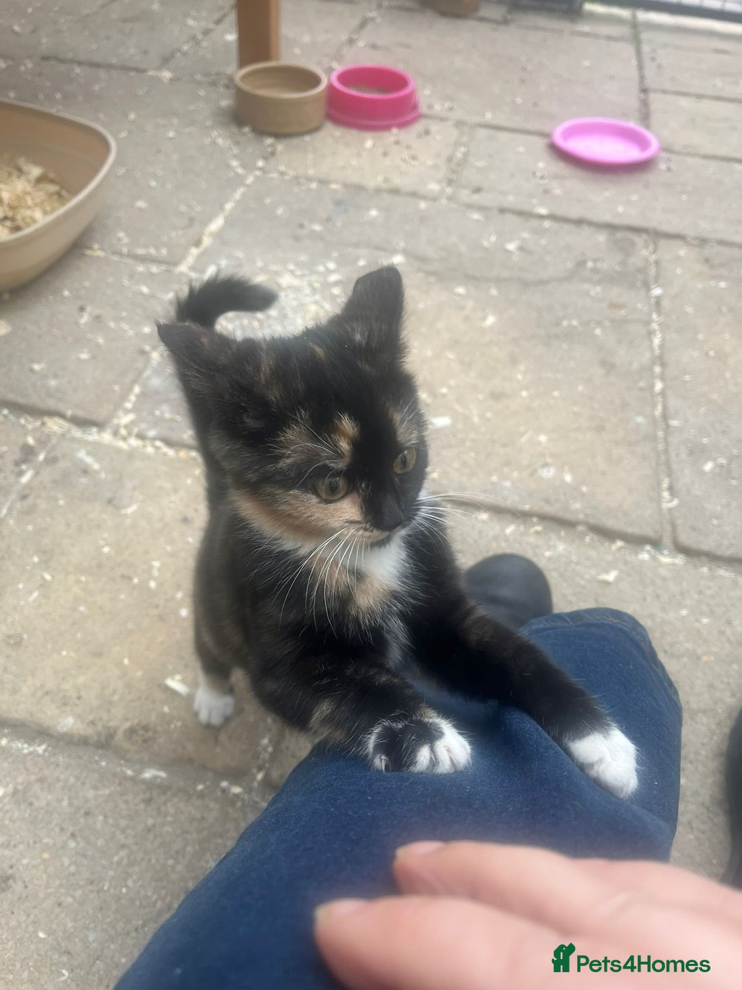 Mixed Breed cats for sale: Female Kitten  - Advert 1