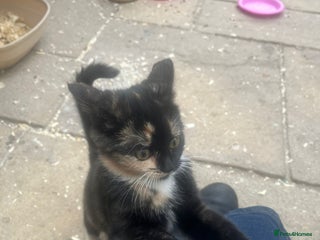 Mixed Breed cats Female Kitten - Advert 3