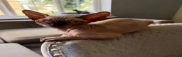 Sphynx cats for sale: Outstanding Sphynx Boy  - Advert 6