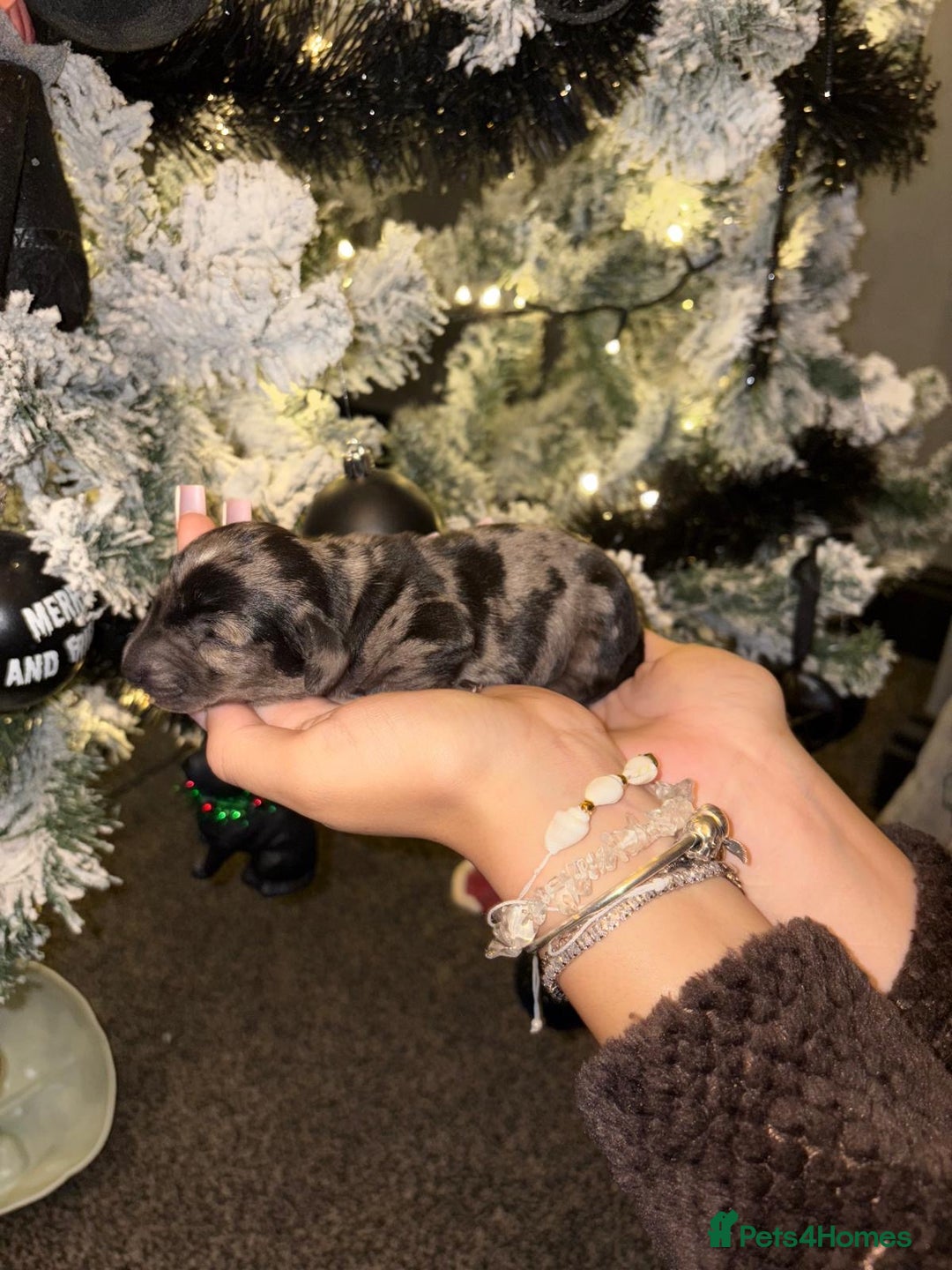 Miniature Dachshund dogs for sale: Miniature dapple daschund puppies for sale - Advert 25