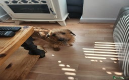 Miniature Dachshund dogs for sale: Mini Wirehaired Dachound female  - Image 2