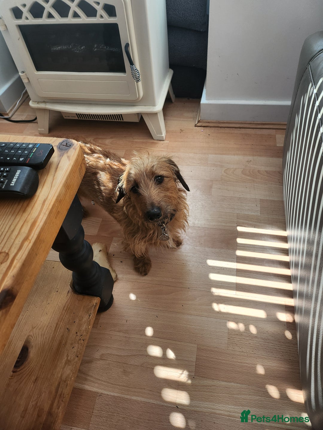 Miniature Dachshund dogs for sale: Mini Wirehaired Dachound female  - Image 2