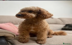 Cockapoo dogs for sale: Adorable F1B puppies born weekly pictures progress - Image 19