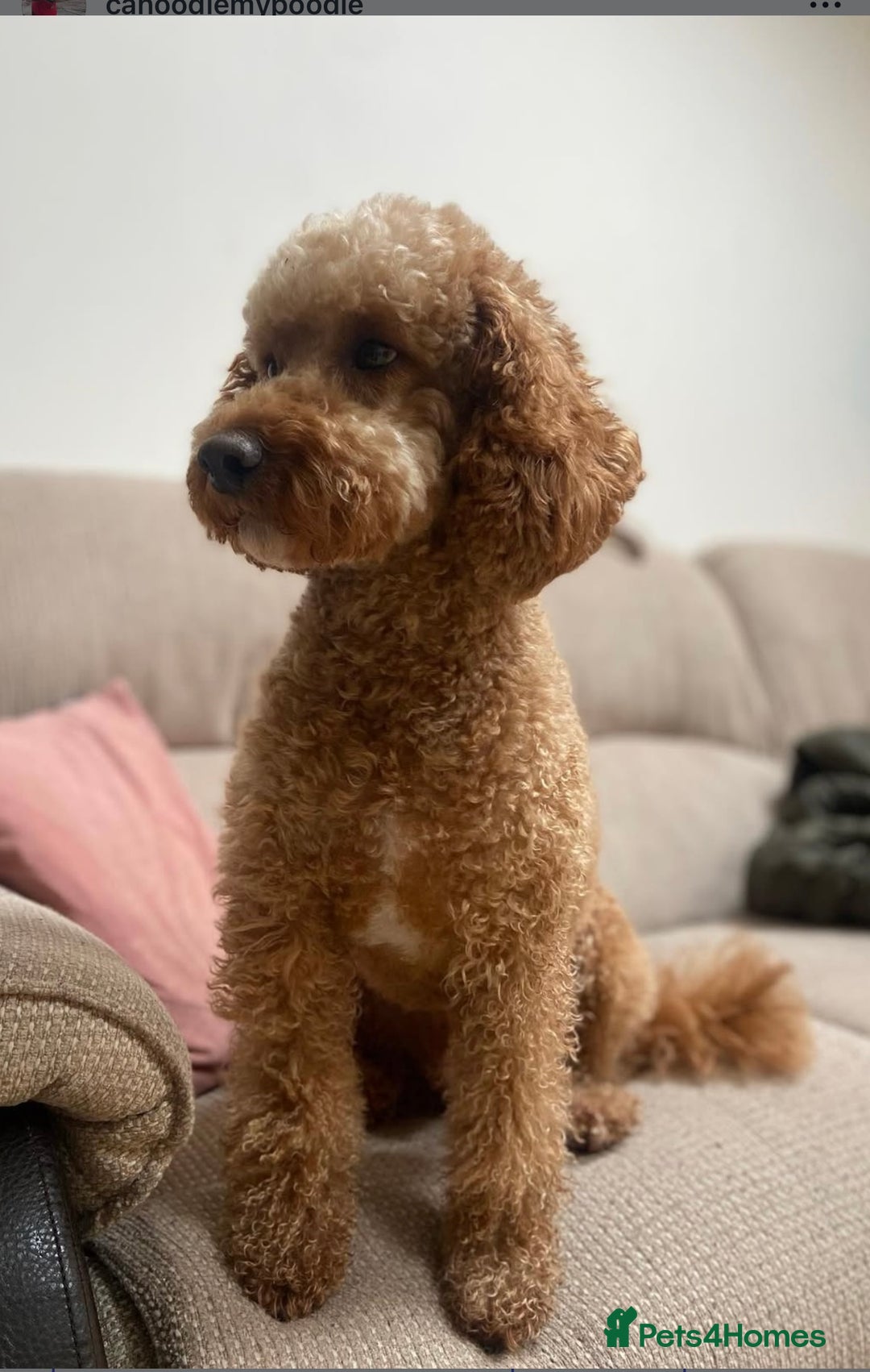 Cockapoo dogs for sale: Adorable F1B puppies born weekly pictures progress - Image 19
