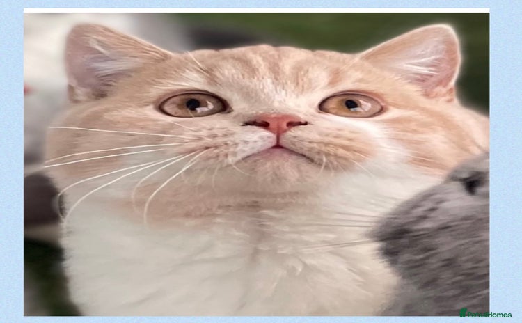 British Shorthair cats - Advert 11