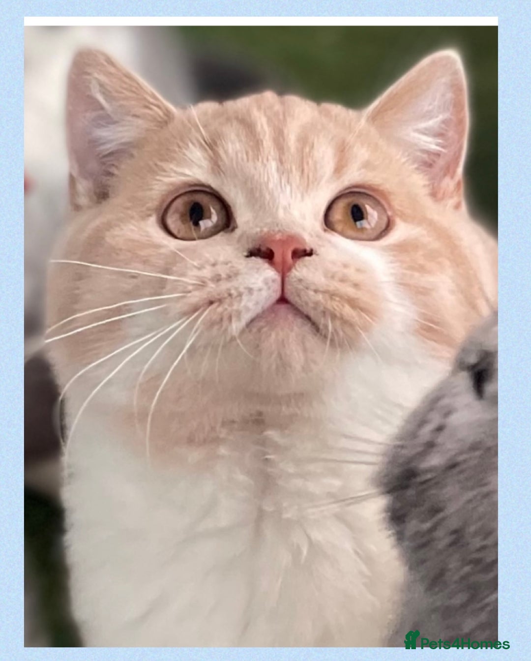 British Shorthair cats for sale: ⭐️Beautiful GCCF British Shorthair Male kitten - Image 1