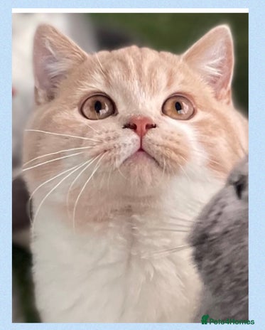 British Shorthair cats - Advert 11