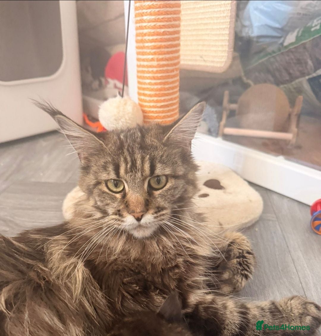 Maine Coon cats Beautiful Girl looking for a peaceful home - Advert 1