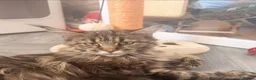Maine Coon cats for sale: Beautiful Girl looking for a peaceful home - Advert 1